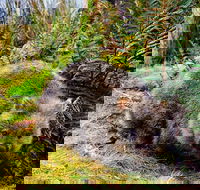 Cradle Mountain National Park Day Tour from Launceston - Dalby Accommodation