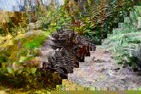 Cradle Mountain National Park Day Tour from Launceston