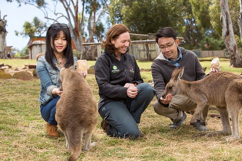 Bonorong Wildlife Park And Richmond Afternoon Tour From Hobart - Dalby Accommodation 1