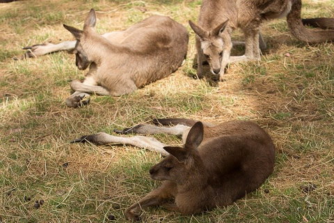 Bonorong Wildlife Park And Richmond Afternoon Tour From Hobart - Dalby Accommodation 3