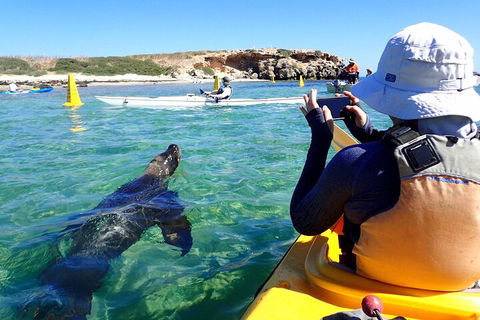 Penguin And Seal Islands Sea Kayaking Experience - Dalby Accommodation 2