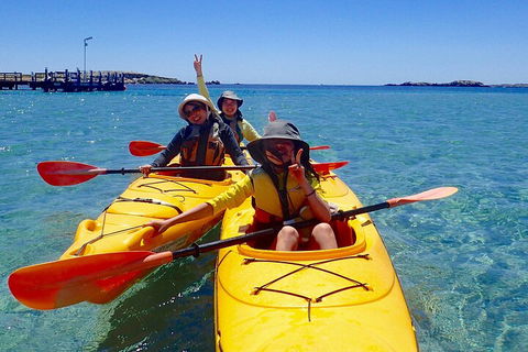 Penguin And Seal Islands Sea Kayaking Experience - Dalby Accommodation 4