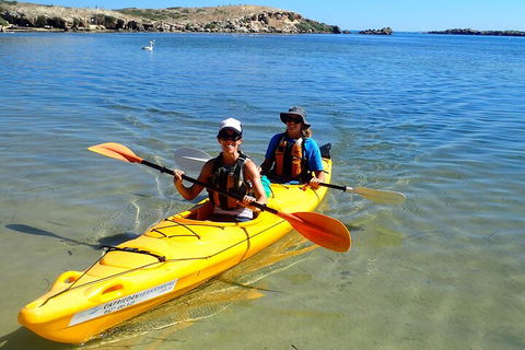 Penguin And Seal Islands Sea Kayaking Experience - Dalby Accommodation 5