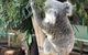 Private Blue Mountains And Wildlife Park Tour From Sydney With Barbecue Lunch - thumb 0