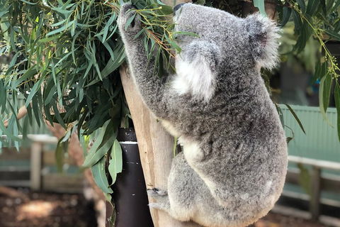 Private Blue Mountains And Wildlife Park Tour From Sydney With Barbecue Lunch - Dalby Accommodation 0