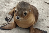 Kangaroo Island Scenic Trail Tour, North Cape