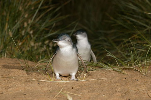 Phillip Island Penguin, Brighton Beach, Moonlit Sanctuary From Melbourne - Dalby Accommodation 2