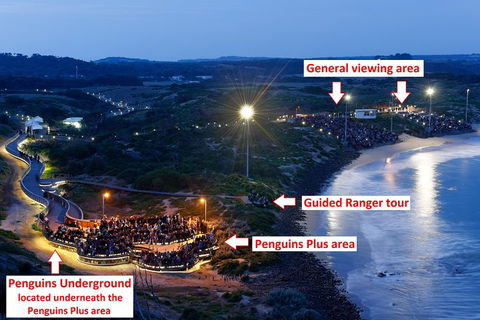Phillip Island Penguin, Brighton Beach, Moonlit Sanctuary From Melbourne - Dalby Accommodation 4