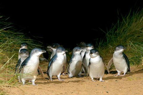Phillip Island Penguin, Brighton Beach, Moonlit Sanctuary From Melbourne - Dalby Accommodation 5
