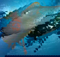 Great Barrier Reef Snorkeling and Diving Cruise from Cairns - Dalby Accommodation