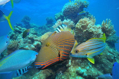 Fly To Green Island - Cruise Return - Dalby Accommodation 1