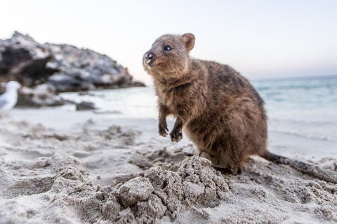 Perth To Rottnest Island Roundtrip Ferry Ticket - Dalby Accommodation 5
