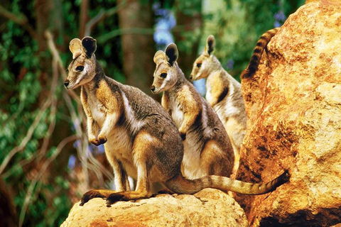 Sydney Harbour Hop On Hop Off Cruise With Taronga Zoo Entry - Dalby Accommodation 4