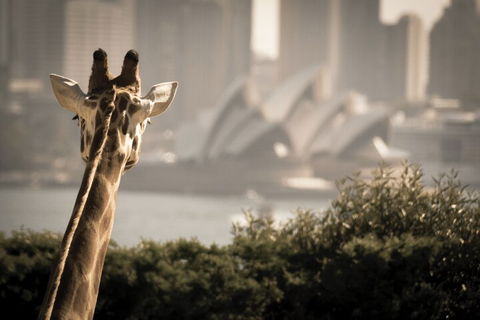 Sydney Harbour Hop On Hop Off Cruise With Taronga Zoo Entry - Dalby Accommodation 5