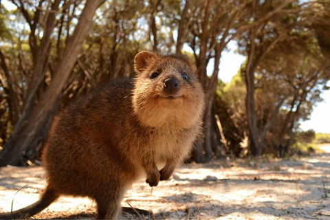 Wave Rock & Rottnest Island - Air & Ground Tour - Dalby Accommodation 0