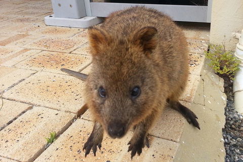 Wave Rock, Pinnacles And Rottnest One Day Aeroplane Tour - Dalby Accommodation 0