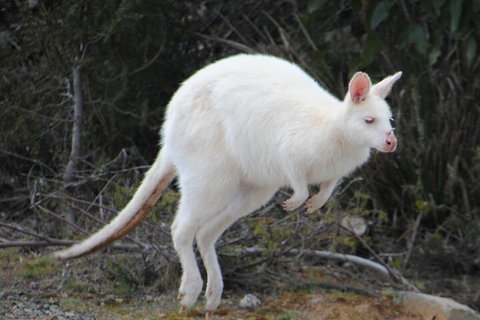 Small-Group Day Trip From Hobart To Bruny Island - Dalby Accommodation 2
