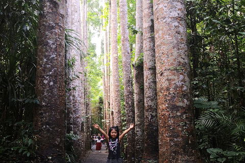 Private Tour To Paronella Park, Historic Village Herberton And Wild Life Wallaby - Dalby Accommodation 2