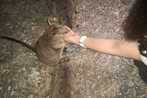 Private Tour To Paronella Park, Historic Village Herberton And Wild Life Wallaby - Dalby Accommodation 4