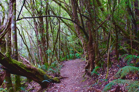 Kunanyi / Mt. Wellington Guided Hiking Tour - Dalby Accommodation 2