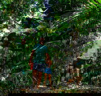 Full Day Daintree Rainforest and Mossman Gorge Tour - Dalby Accommodation