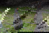 Full-Day Guided Bruny Island Tour from Hobart