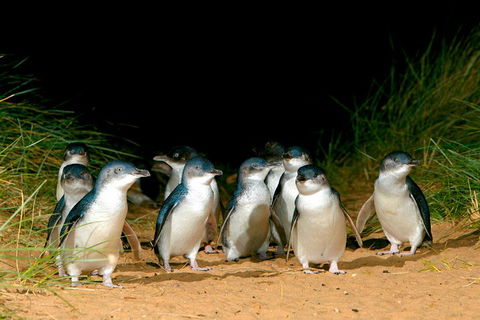 Phillip Island Penguin Parade Express Tour From Melbourne - Dalby Accommodation 5