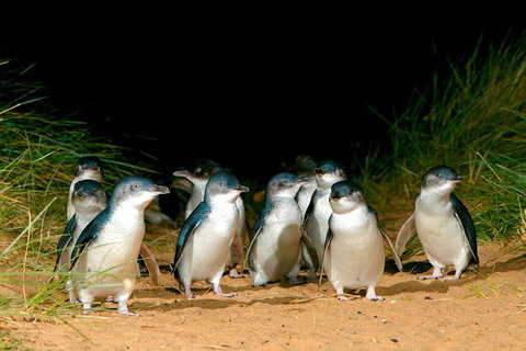 Puffing Billy, Moonlit Sanctuary & Penguins Day Tour - Dalby Accommodation 0