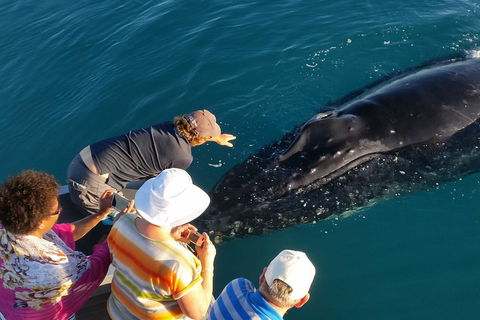 AOC Whale Watching From Broome - Dalby Accommodation 0