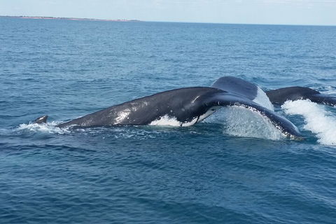 AOC Whale Watching From Broome - Dalby Accommodation 1