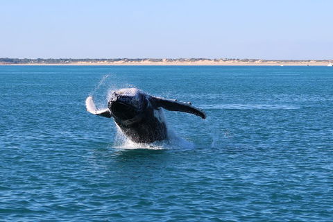 AOC Whale Watching From Broome - Dalby Accommodation 2