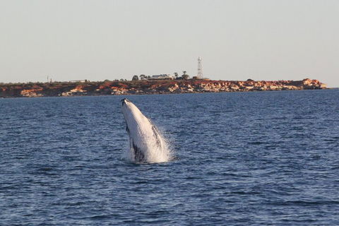 AOC Whale Watching From Broome - Dalby Accommodation 3