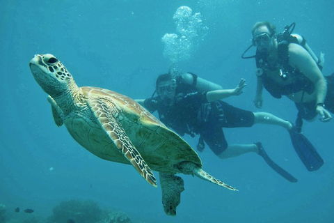 Ocean Freedom Great Barrier Reef Personal Luxury Snorkel & Dive Cruise, Cairns - Dalby Accommodation 4