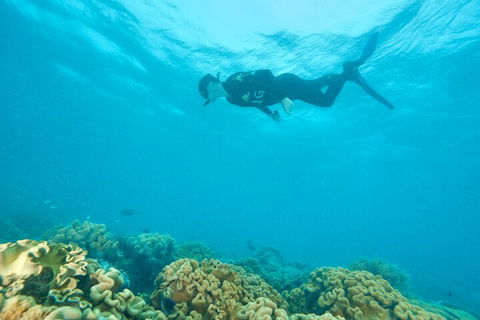 Ocean Freedom Great Barrier Reef Personal Luxury Snorkel & Dive Cruise, Cairns - Dalby Accommodation 5