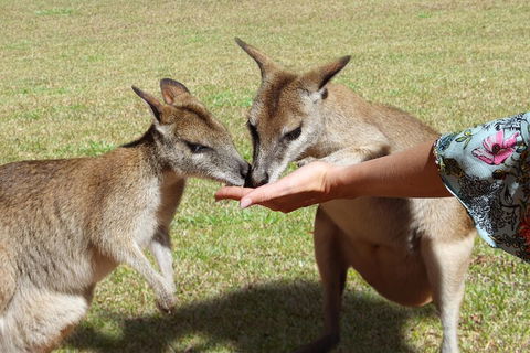 Kuranda Rainforestation & Kuranda Scenic Rail - Dalby Accommodation 4