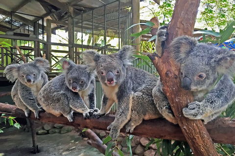Kuranda Rainforestation & Kuranda Scenic Rail - Dalby Accommodation 5