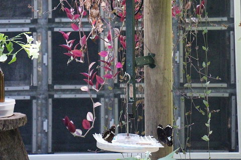 Australian Butterfly Sanctuary- Virtual Interactive Tour With Private Guide - Dalby Accommodation 1