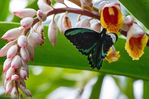 Australian Butterfly Sanctuary- Virtual Interactive Tour With Private Guide - Dalby Accommodation 2