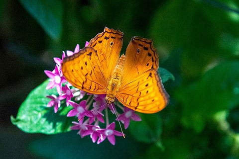 Australian Butterfly Sanctuary- Virtual Interactive Tour With Private Guide - Dalby Accommodation 3