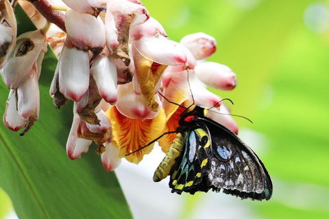 Australian Butterfly Sanctuary- Virtual Interactive Tour With Private Guide - Dalby Accommodation 5