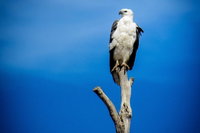 Kangaroo Island 75-Minute Ocean Safari, North Cape