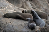 Kangaroo Island Ocean Safari - Snorkeling Safari, North Cape