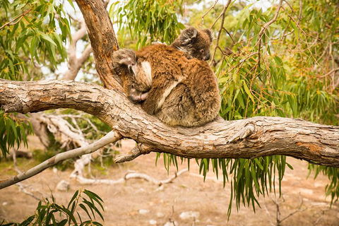 10 Day Perth To Adelaide Private Tour - The Great Australian Wilderness Journey - Dalby Accommodation 4