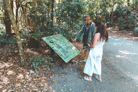 Springbrook AndTamborine Rainforest Tour Incl Natural Bridge And Glow Worm Cave - Dalby Accommodation 5