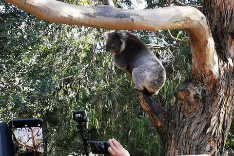 Small-Group Great Ocean Road Day Trip From Melbourne - Dalby Accommodation 0
