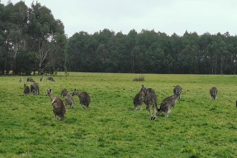 Private Tour: Great Ocean Road From Melbourne - Dalby Accommodation 4