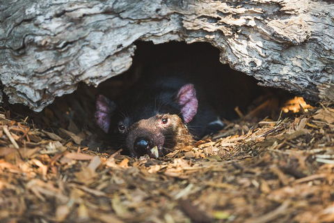 Private Tour: Phillip Island, Penguin Parade And Moonlit Sanctuary Conservation Park From Melbourne - Dalby Accommodation 0