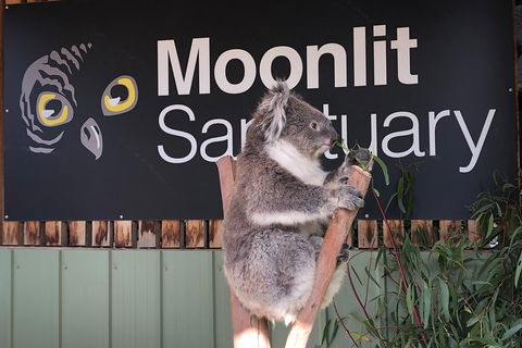 Private Tour: Phillip Island, Penguin Parade And Moonlit Sanctuary Conservation Park From Melbourne - Dalby Accommodation 3