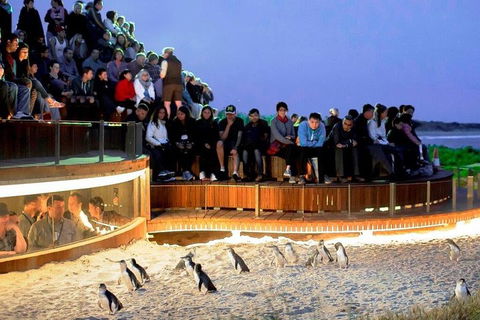 Private Tour: Phillip Island, Penguin Parade And Moonlit Sanctuary Conservation Park From Melbourne - Dalby Accommodation 4
