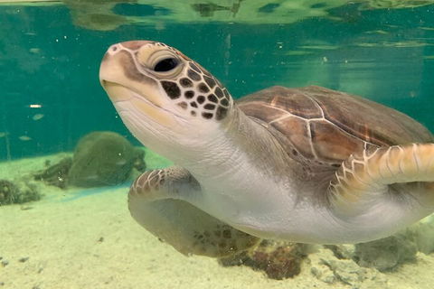 Cairns Aquarium Marine Life Encounter Ticket With 2-Course Lunch - Dalby Accommodation 0
